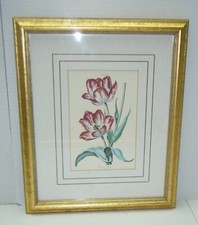 2 Vintage TULIPA XXII and