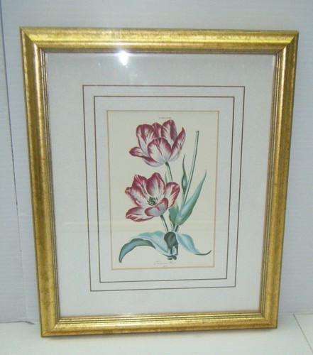 Stampe vintage tulipa xxii - 2,