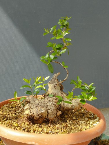 Bonsai olivastro 25x20cm - bonsai,