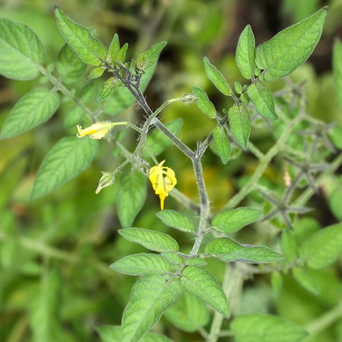 Pomodoro galápagos solanum - pomodoro, (solanum