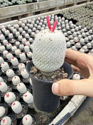 Epithelantha micromeris cactus
