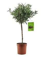 Pianta ulivo olea - pianta, europea