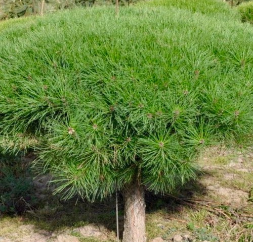 Pinus densiflora tamoyosho - cv, 'tamoyosho