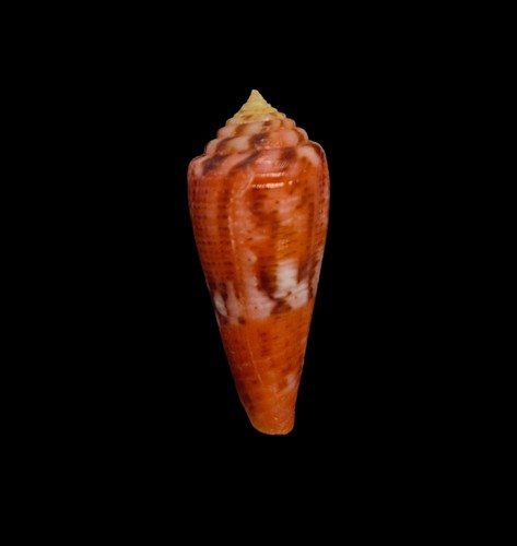 Conchiglia shell conus - shell,