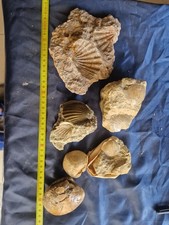 Enorme Bivalve E Gasteropodi