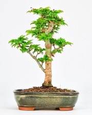 Bonsai di Acero Testa di Leone