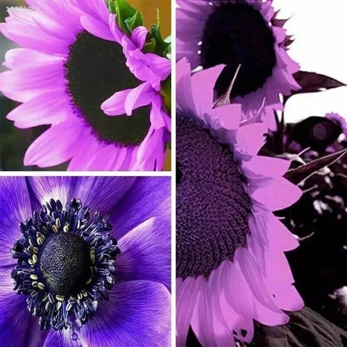20x semi rari - di, girasole