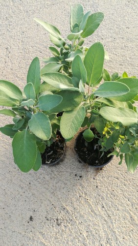 Piante di aromatiche in - n.,