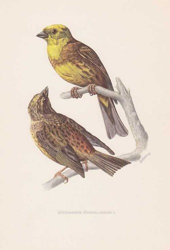 Goldammer emberiza citrinella - goldammer,