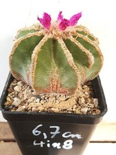 Aztekium hintonii, D=6,7 cm