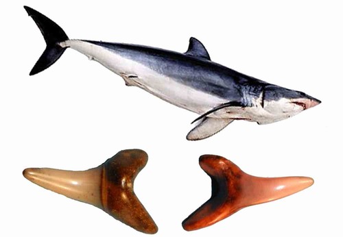 Isurus desori dente fossile - dente,