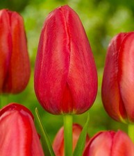 7 bulbi di tulipani Rossi, Tulipani Alti Tardivi, Bulbi Autunnali