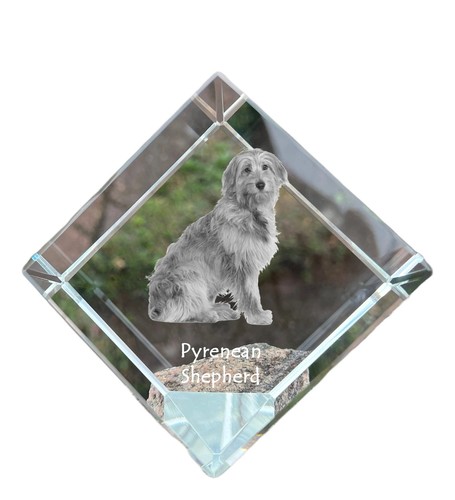 Cane pastore dei - cane,