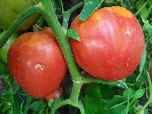 Miele pomodoro cuore bue - miele,