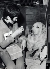 Foto vintage Animali, un cane