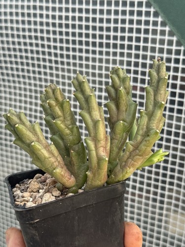Stapelia variegata sin - , (sin
