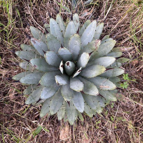 Agave macroacantha - macroacantha,