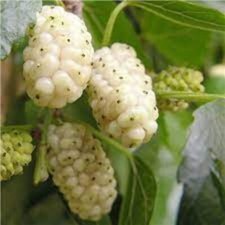 Gelso Bianco – 20 Semi –