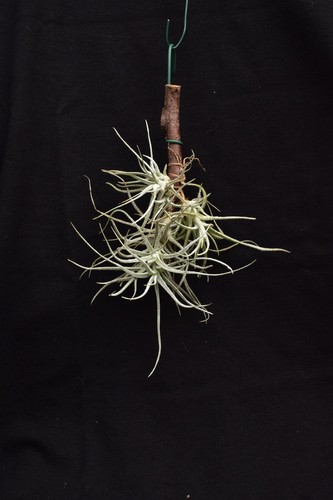 Tillandsia virescens