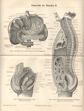 1898 Stampa Antica = ORGANI