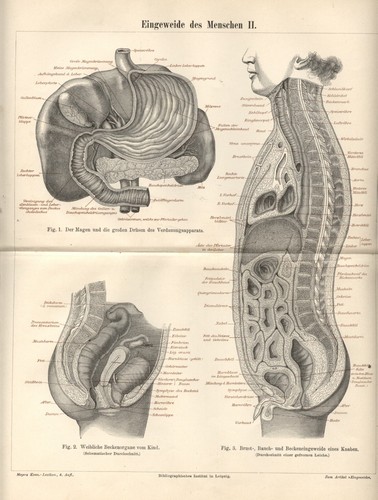 Antica stampa 1898 organi - 1898,