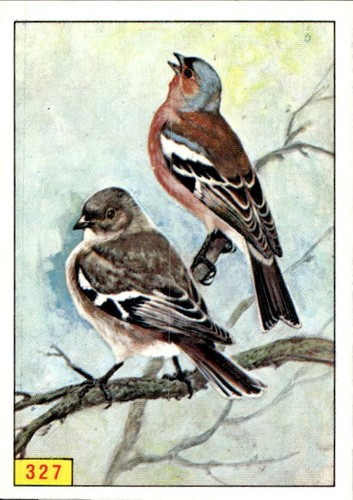 Figurina uccelli panini - figurina,