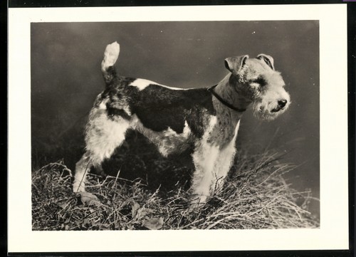 Fotografia fox terrier - fox,
