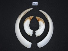 Pistola cinghiale (n. 1391)