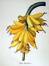 Vecchia Stampa Vintage Fiori