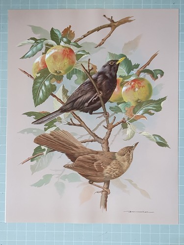 Stampa uccelli basil - uccelli,