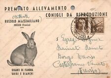 1942 Premiato allevamento conigli da riproduzione Russolo Massimiliano Cartolina