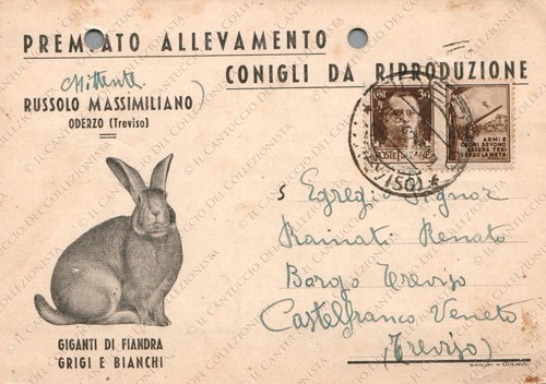 1942 premiato allevamento - premiato,