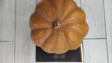 ZUCCA Musquèe de Provence ARANCIONE GRANDE A COSTE ORANGE PUMPKIN, ORIGINALE