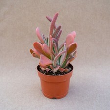 BIG KALANCHOE LUCIAE ORICOLA