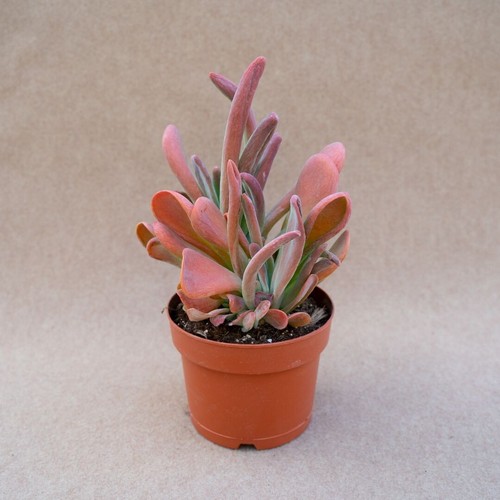 Big kalanchoe luciae oricola - kalanchoe,