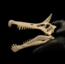 Dinosaur Skull Replica