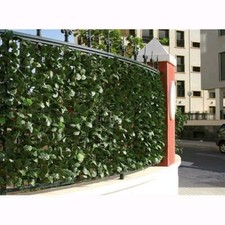 Arelle Sempreverdi Lauro Mt