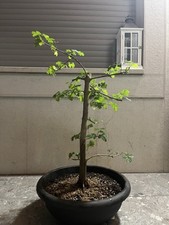 Pre Bonsai di Acero Campestre