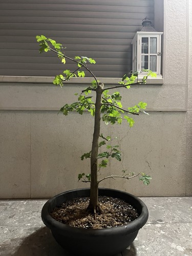 Pre bonsai acero - pre, di