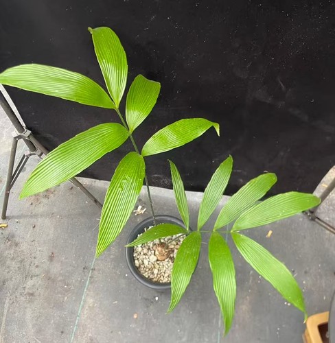 Zamia imperialis wysiwyg - zamia,