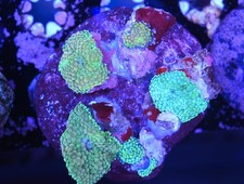 WYSIWYG Mixed Rainbow Ricordea
