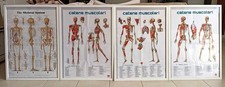4 Poster per Studio Medico / Fisioterapico / Osteopatico completi di cornice