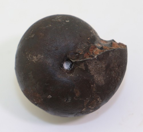 Ammonite arcestes trias - arcestes,