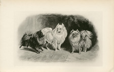 POMERANIAN GERMAN SPITZ RARE