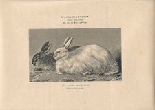 Stampa antica coniglio - antica,