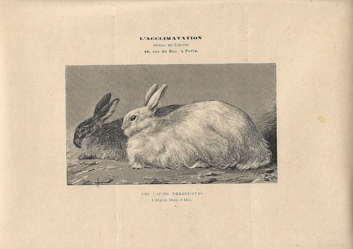 Stampa antica coniglio - antica,