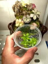 Pinguicula Cyclosecta- Tissue
