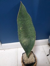 1 Live 16" X 5" Sansevieria