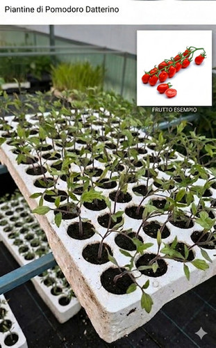 Piantine pomodoro datterino - piantine,