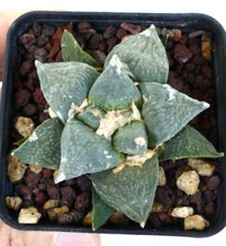Ariocarpus retusus CAVOLFIORE GRIGIO -